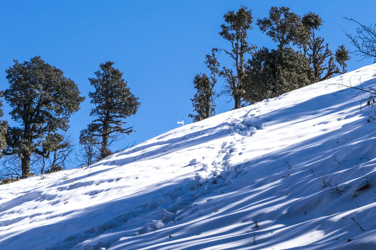 A snow-covered slope with a line of footprints climbing toward a ridge of dark trees against a deep blue sky, and a tiny white flag showing between the trees at the top; the photographer says the flag marks the top of the mountain.