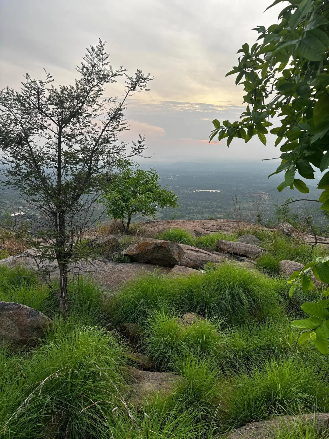 The upper shoulder of Achalu Betta at first light — thick tussocks of bright monsoon grass growing straight out of bare granite slab, a bare thorn tree and a leafy sapling in the foreground, and beyond them the plain running away hazy with a reservoir glinting in the middle of it under a pale orange and grey sky. Photographed in August, at the end of the monsoon.
