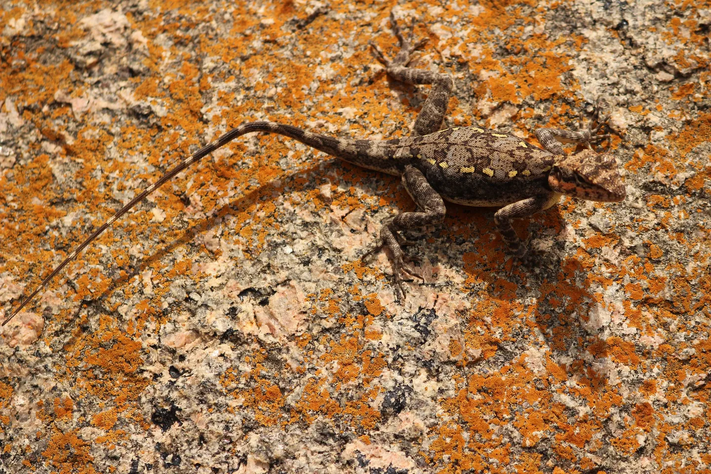 A peninsular rock agama flattened against pink granite blotched with orange lichen, its long tail trailing left and a row of pale yellow spots down one flank — the lizard the Forest Department's own page tells you to watch for on this trail. Photographed on Savanadurga, not on the Bidarakatte path.