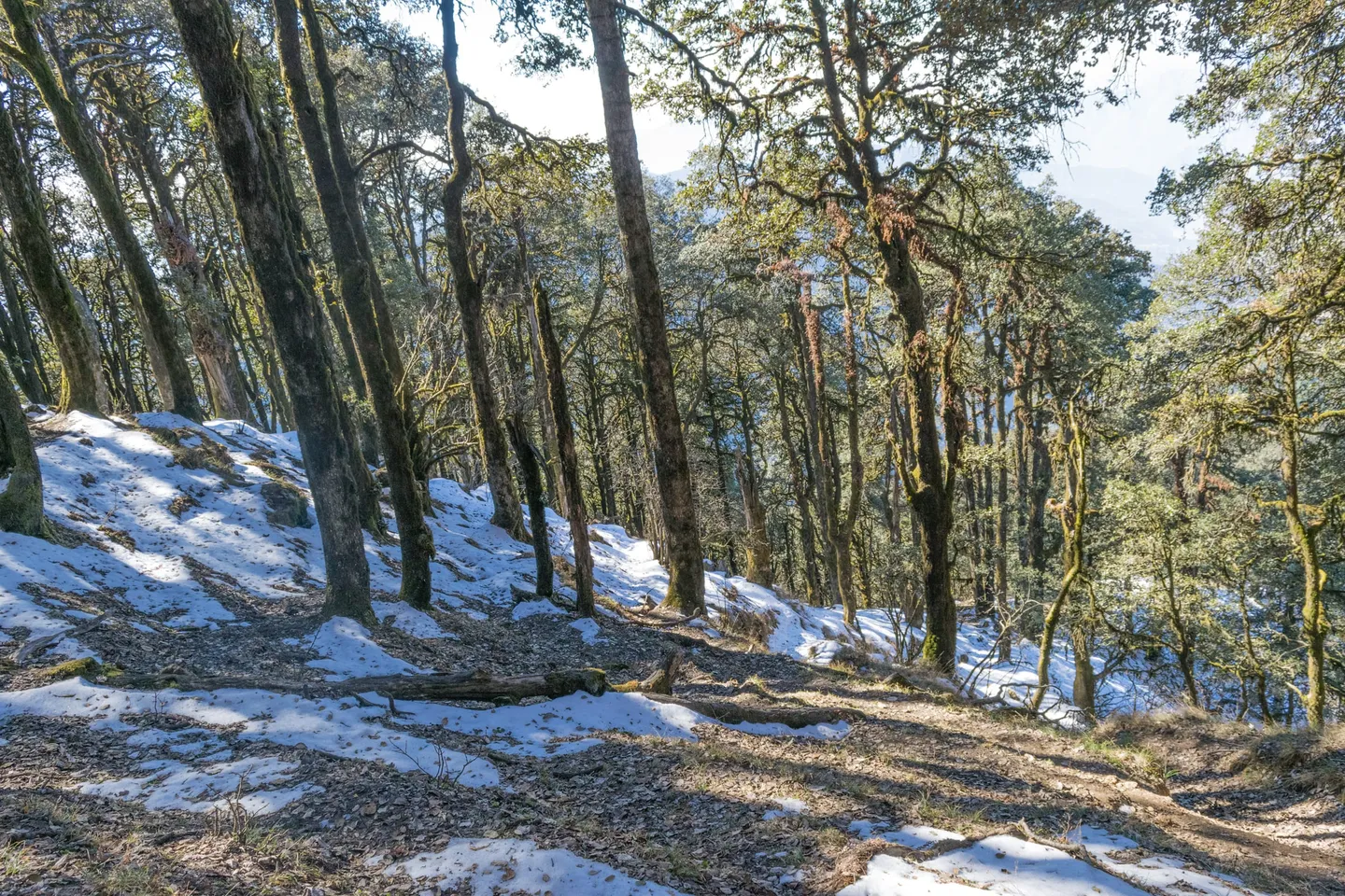 A hillside forest in winter, with moss on the tree trunks, dry leaves on the ground, patches of snow between them and a trail crossing the slope; the photographer says the trail is steep in places.