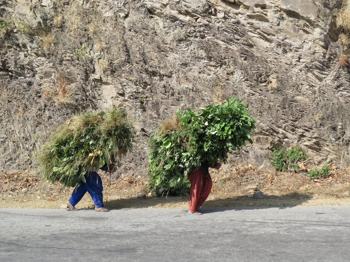 Garhwali women carrying large fodder loads across a steep, dry, rocky slope in the Gangotri landscape. The country the trek walks out of, photographed near the roadhead rather than on the route.